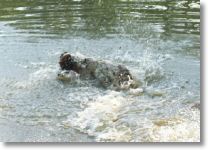 HOPE-retrieving a pinecone