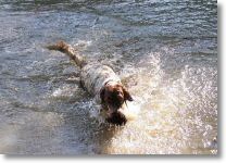 HOPE-retrieving a pinecone