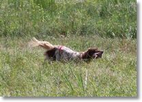 HOPE-retrieving a quail