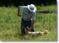 HOPE-bringing the bird back to hand